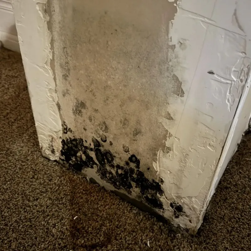Professional Mold Removal in Centerville, MN
